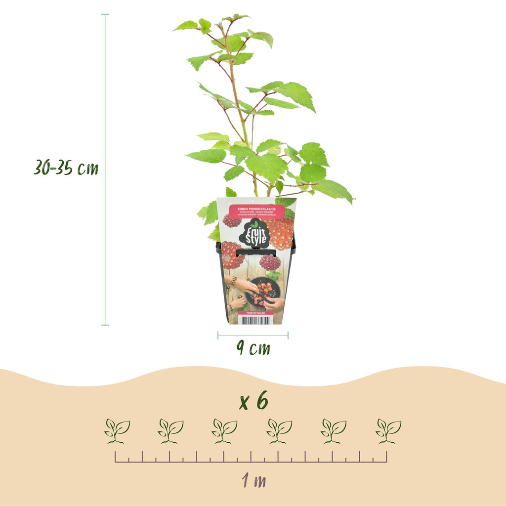 Green boutiQ - Fruitplanten - Japanse Wijnbes - Rubus Phoenicolasius - Winterhard - 6 Planten - Pot 9 cm - Rode Bes