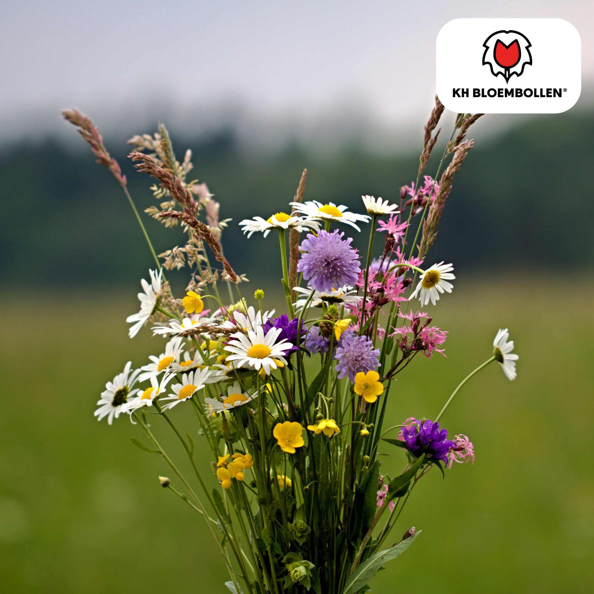 Wilde Bloemenzaad Mengsel – 100 gram | Goed voor Bijen, Vlinders & Biodiversiteit | ± 30–50 m²