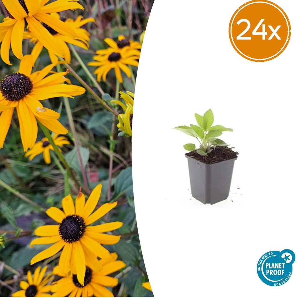 24x Rudbeckia fulgida 'Goldsturm' - ↕10-25cm - Ø9cm