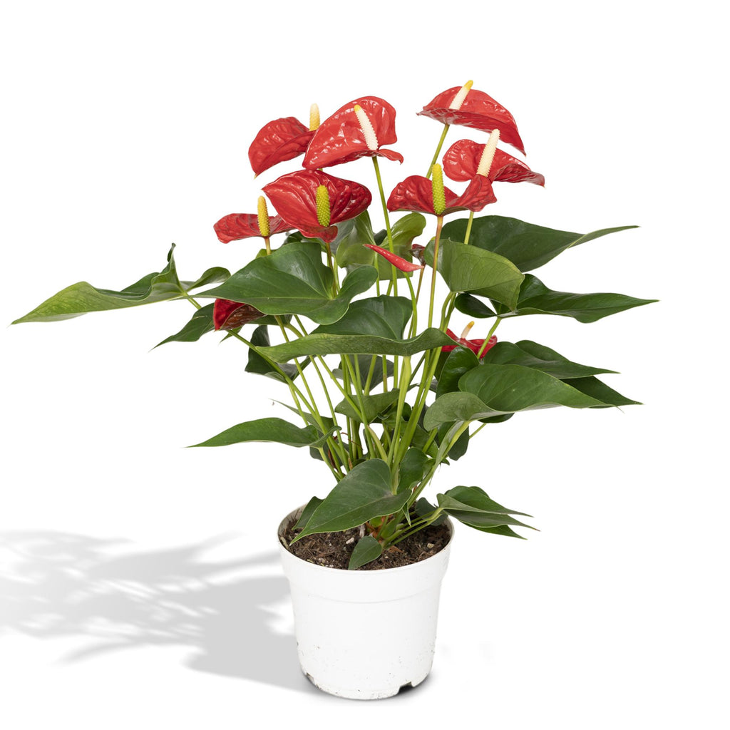 Anthurium Red - Ø17cm - ↕55cm