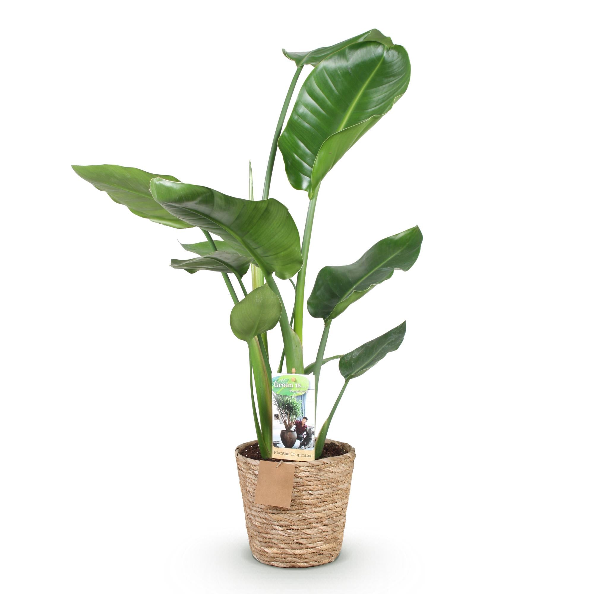 Green BoutiQ - Green is... Kamerplanten - Stelitzia Nicolai - Paradijsvogelbloem - Weinig onderhoud - met mand - Groen - 1 Plant - Pot 17cm - Hoogte 70-90cm