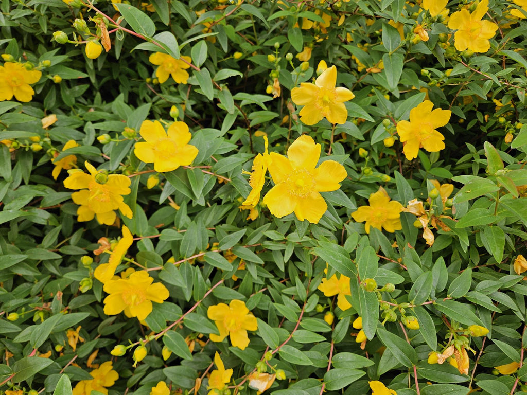 24x Hypericum dummeri 'Peter Dummer' - ↕10-25cm - Ø9cm
