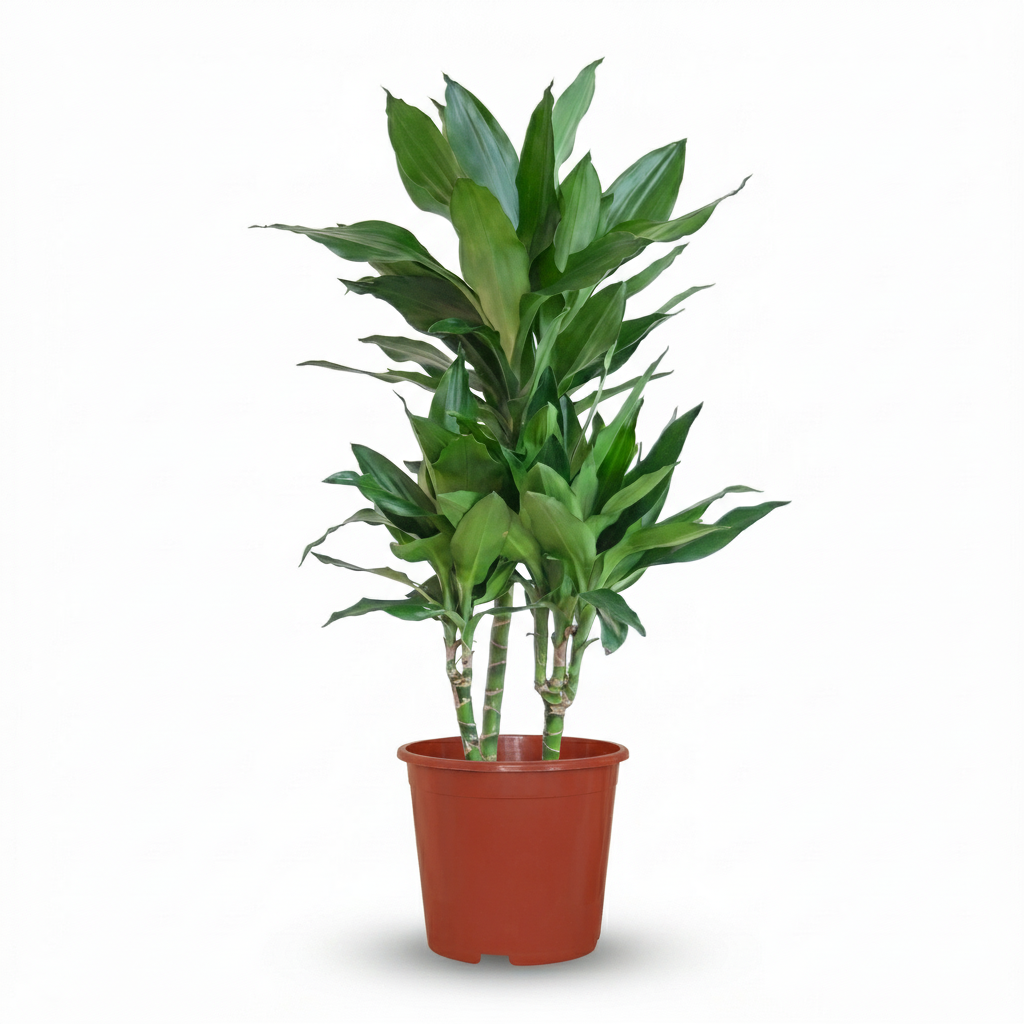 Green boutiQ - Kamerplant - Drakenbloedboom Janet Craig - Dracaena Janet Craig - Groen - Weinig onderhoud - 1 Plant - Pot 21cm - Hoogte 90 - 100cm