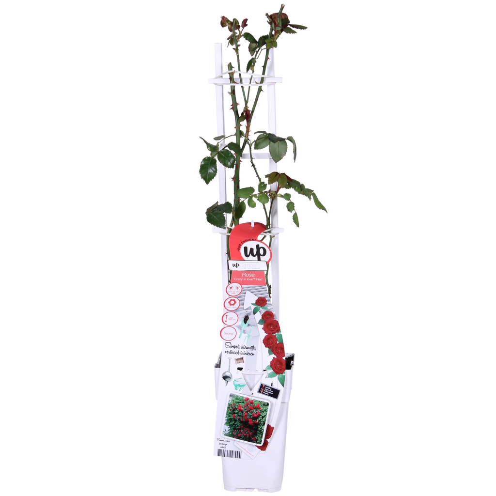 3x - Rosa Crazy in love 'Red' - ↨65cm - Ø15