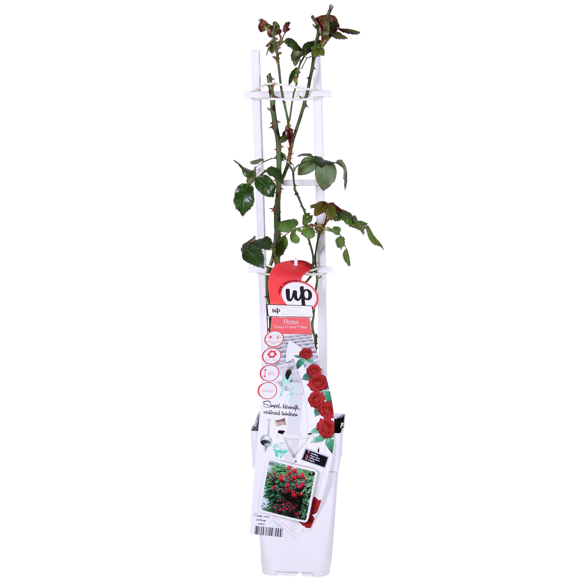 3x - Rosa Crazy in love 'Red' - ↨65cm - Ø15