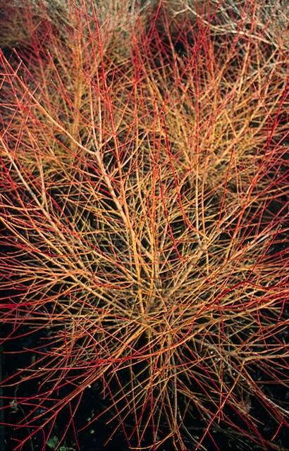 48x Cornus sang. 'Anny's Winter Orange' - ↕10-25cm - Ø9cm