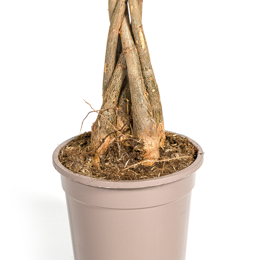 Pachira Aquatica Ø19cm - ↕70 - 90cm