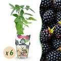 Green boutiQ - Fruitplanten - Doornloze Braam - Rubus Thornfree - Winterhard - 6 Planten - Pot 9 cm - Zwarte Braam