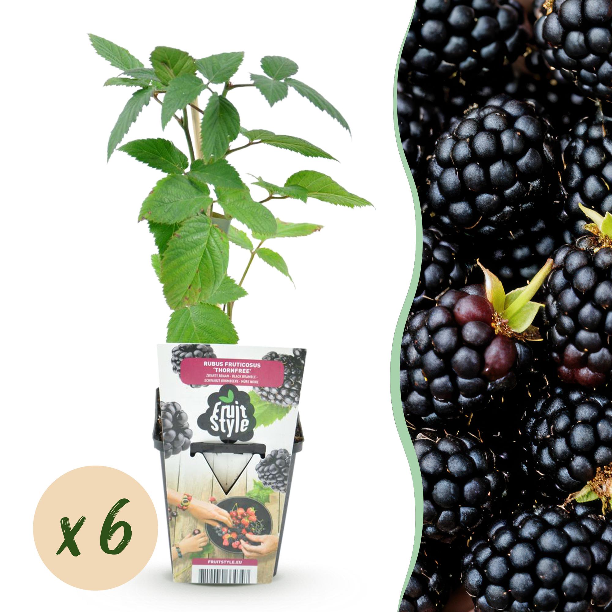 Green boutiQ - Fruitplanten - Doornloze Braam - Rubus Thornfree - Winterhard - 6 Planten - Pot 9 cm - Zwarte Braam