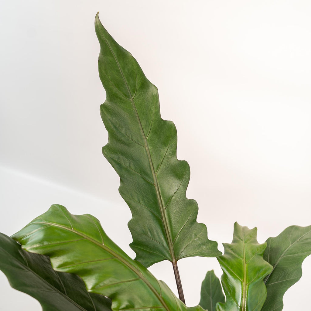 Alocasia Lauterbachiana - Ø19cm - ↕80cm + Mand Selin