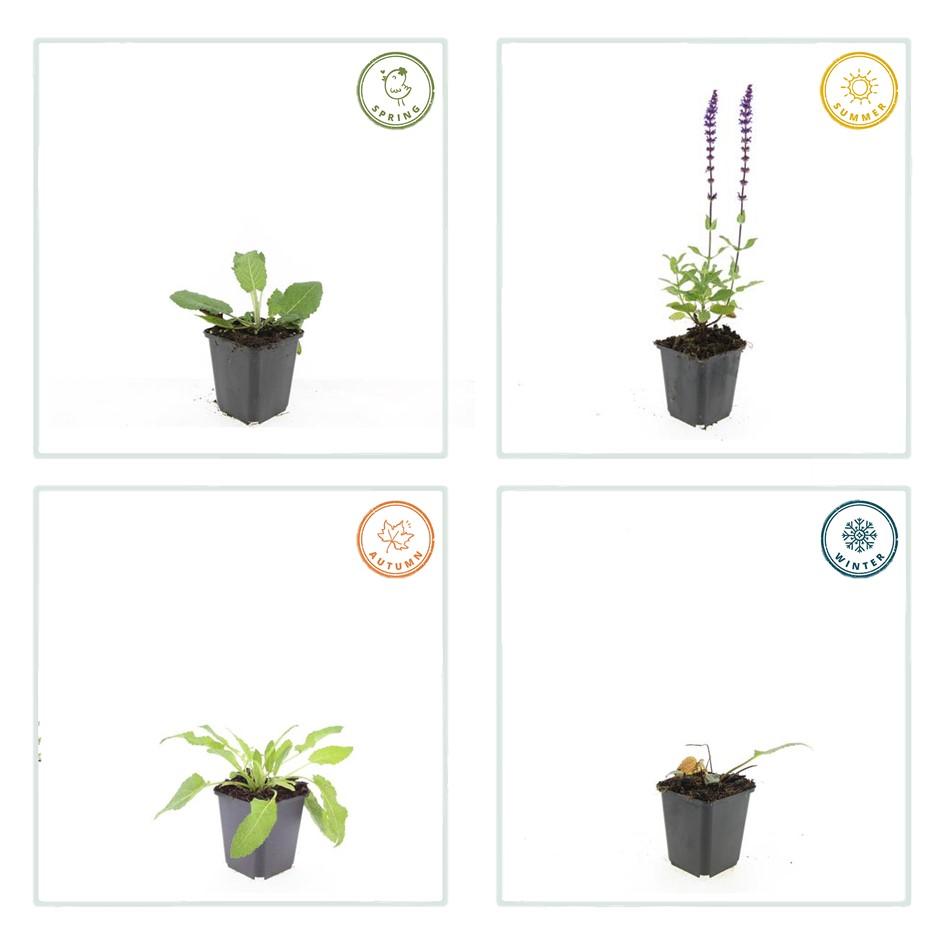 20x Salvia nem. 'Mainacht' - ↕10-25cm - Ø9cm