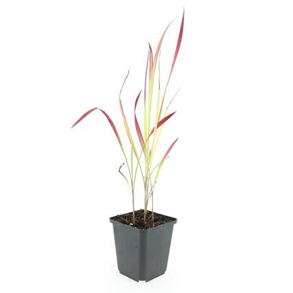 48x Imperata cylindrica 'Red Baron' - ↕10-25cm - Ø9cm