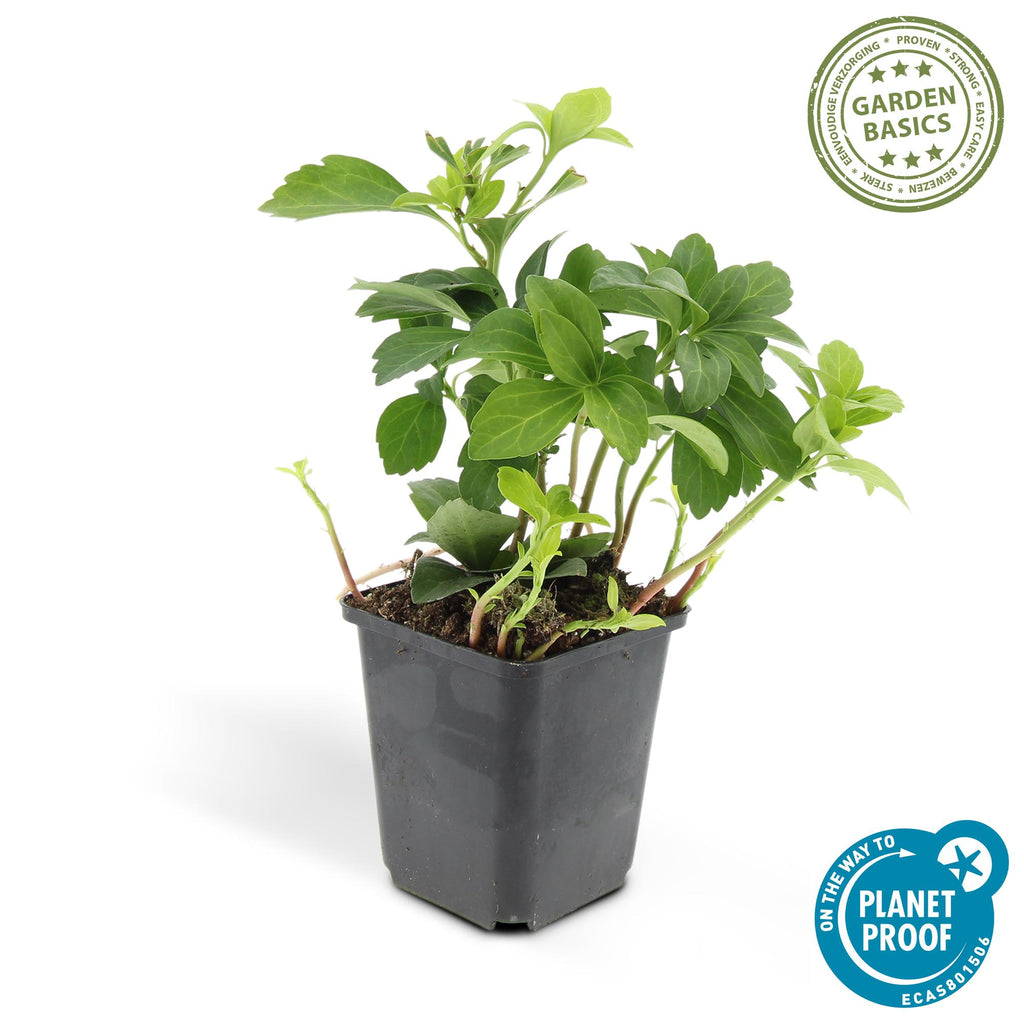 40x Pachysandra term. 'Green Carpet' - ↕10-25cm - Ø9cm