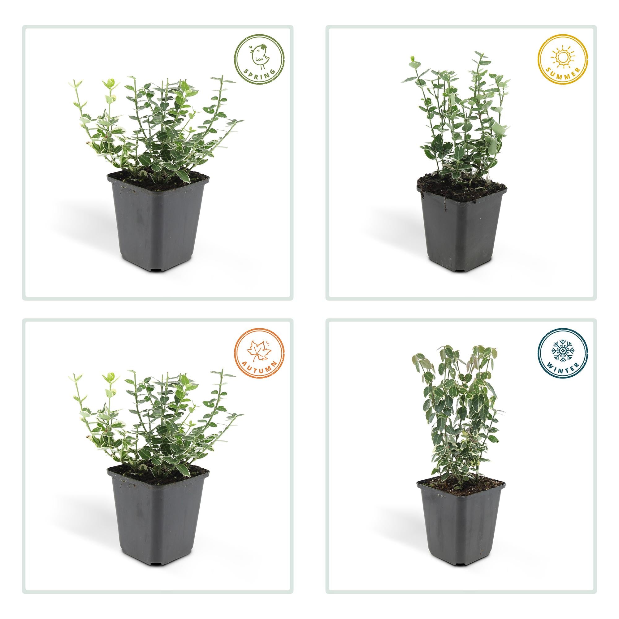 48x Euonymus fort. 'Emerald Gaiety' - ↕10-25cm - Ø9cm