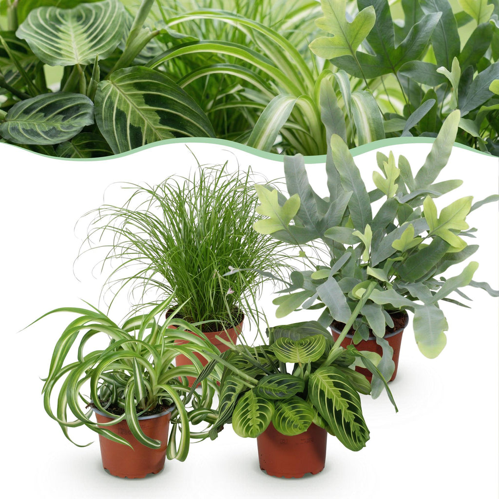 Green boutiQ - Kamerplant - Chlorophytum - Cyperus - Phlebodium - Marantha - Mix van 4 - Huisdiervriendelijke Planten - Groen - 4 Planten - Pot 12cm - Hoogte 25cm