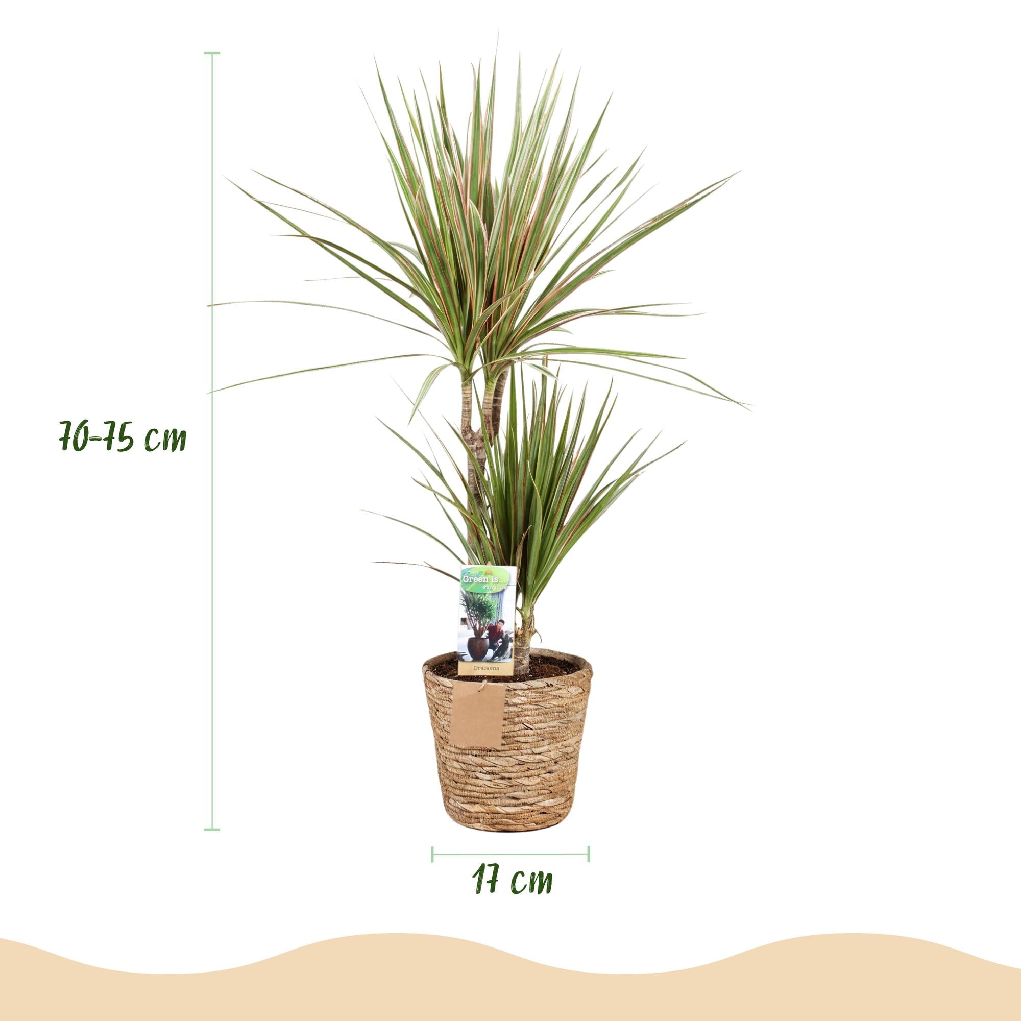 Green BoutiQ - Green is... Kamerplanten - Dracaena Marginata Bicolor - Drakenbloedboom - Weinig onderhoud - met mand - Groen - 1 Plant - Pot 17cm - Hoogte 70-75cm