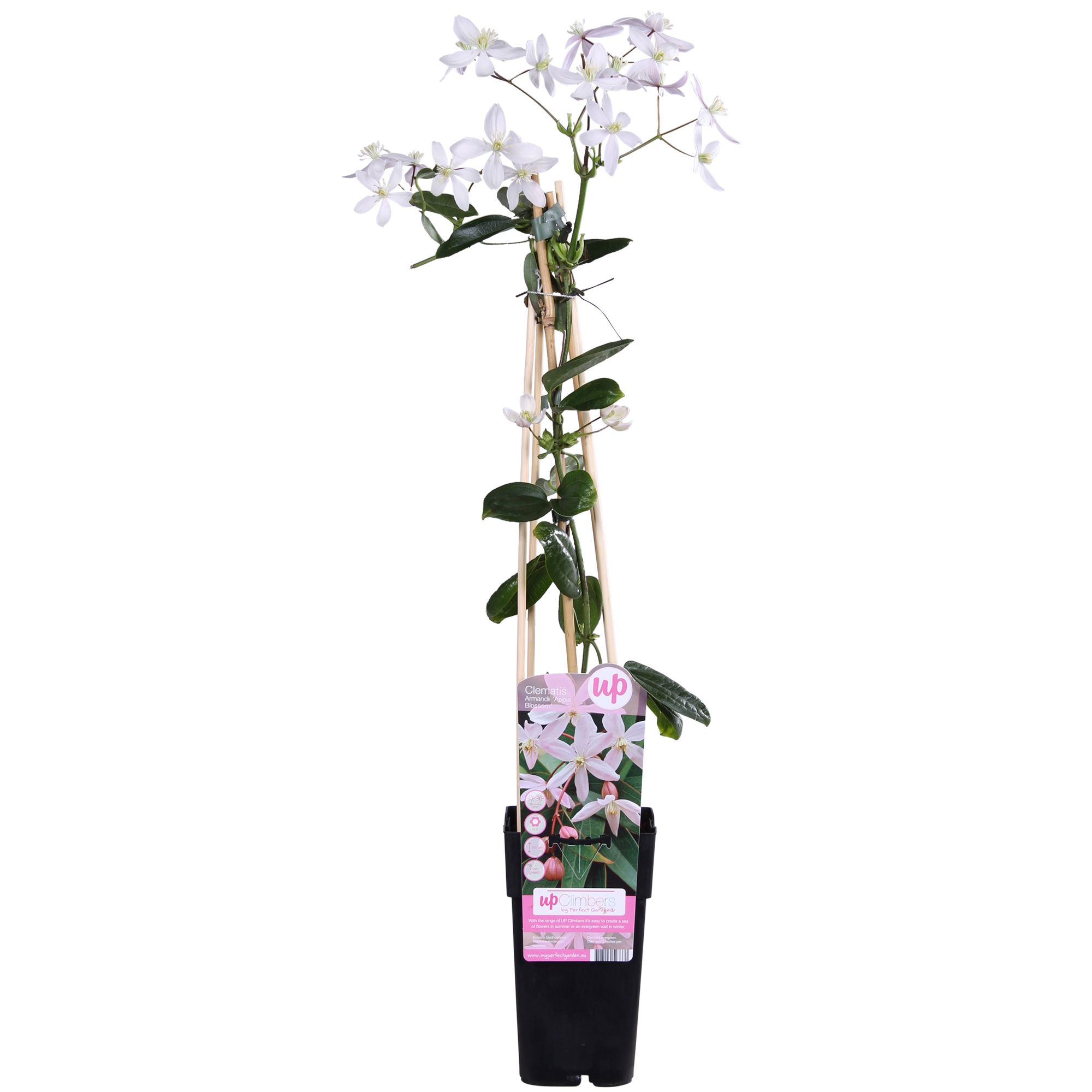 Clematis armandii Apple Blossom - Groenblijvende Clematis Lichtroze - Ø15cm - ↕65cm