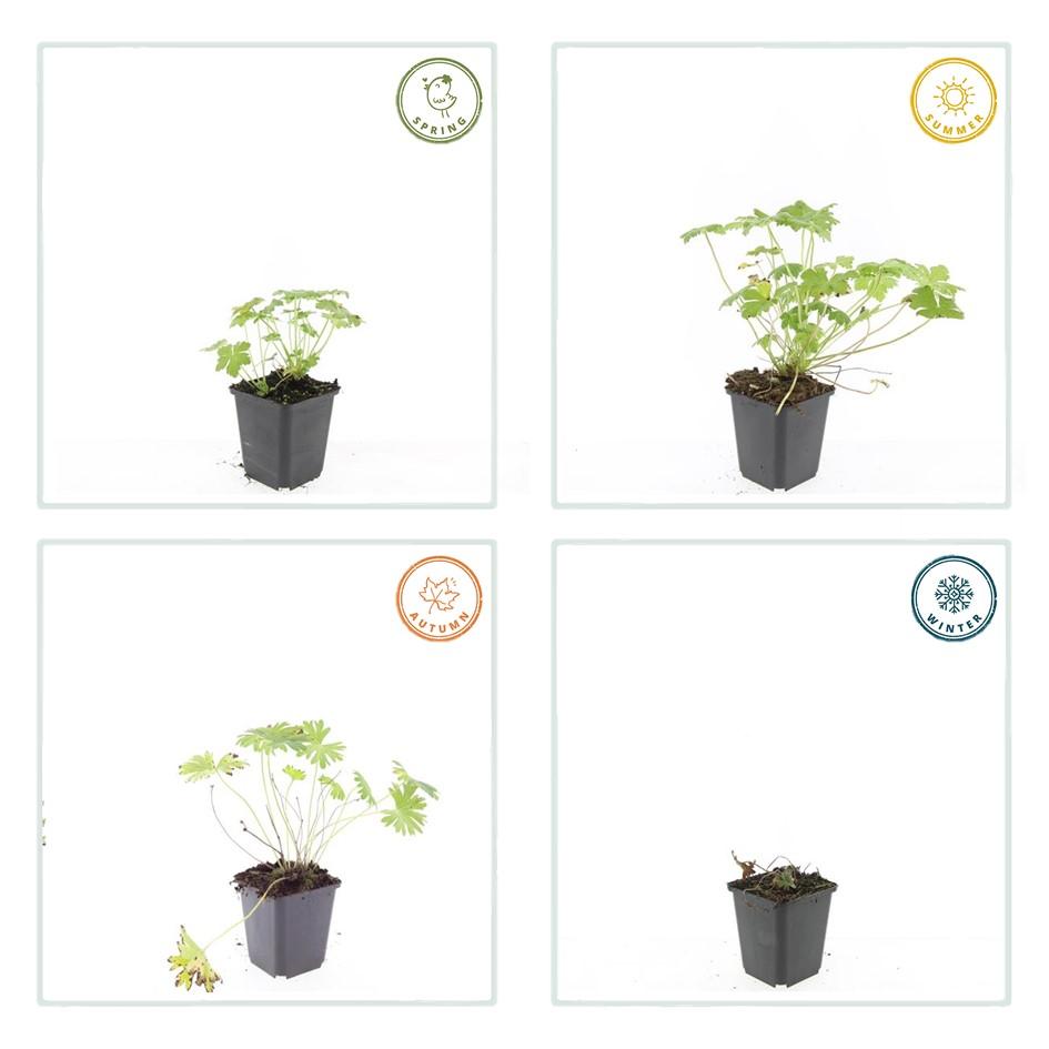 20x Geranium 'Tiny Monster' - ↕10-25cm - Ø9cm