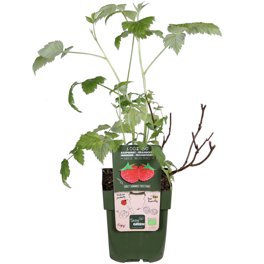 Rubus idaeus 'Malling Promise' - Framboos - Ø13cm - ↕45cm