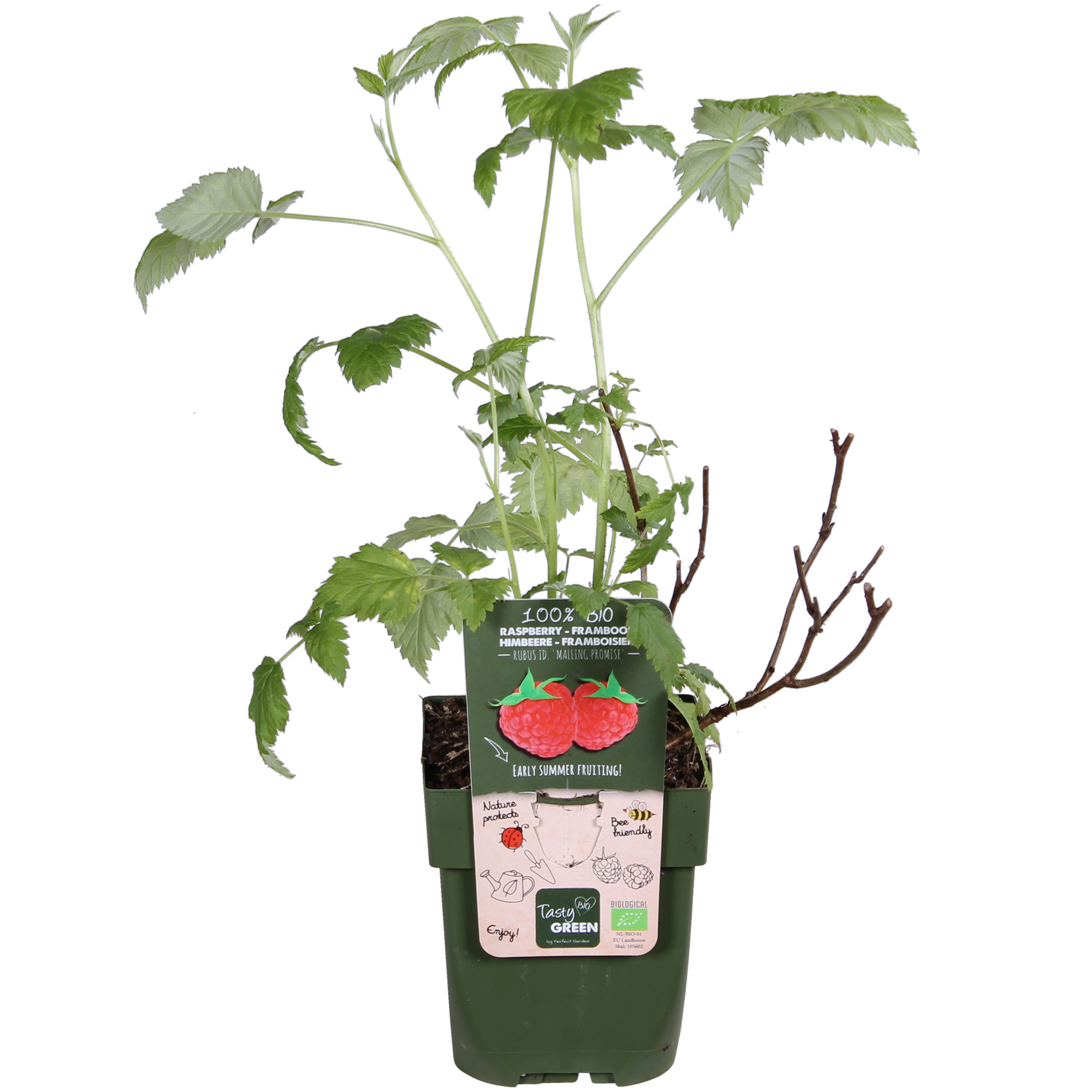 Rubus idaeus 'Malling Promise' - Framboos - Ø13cm - ↕45cm