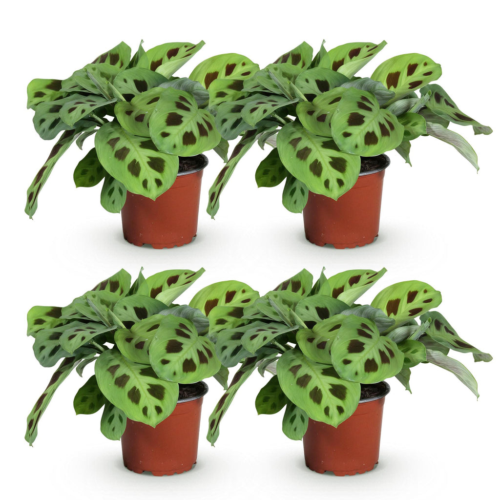 Green boutiQ - Kamerplant - Maranta Fascinator Kerchoveana - Gebedsplant - Huisdiervriendelijk - Groen - 4 Planten - Pot 12cm - Hoogte 30-35cm