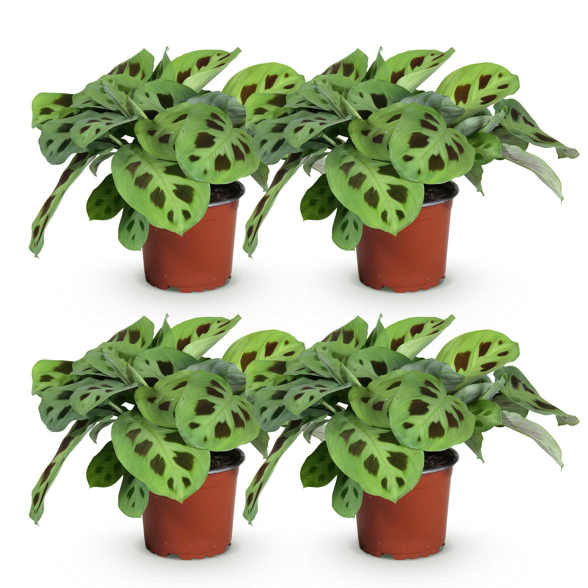 Green boutiQ - Kamerplant - Maranta Fascinator Kerchoveana - Gebedsplant - Huisdiervriendelijk - Groen - 4 Planten - Pot 12cm - Hoogte 30-35cm