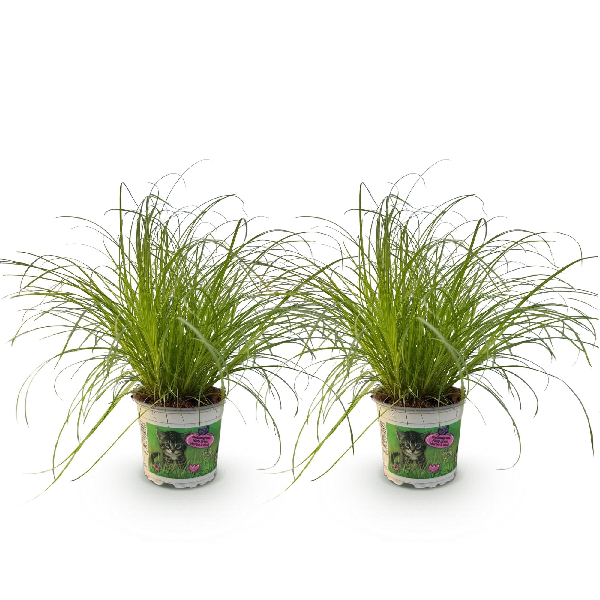 Green boutiQ - Kamerplant - Cyperus alternifolius Zumula - Kattengras - Huisdiervriendelijk - Groen - 2 Planten - Pot 12cm - Hoogte 28-30cm