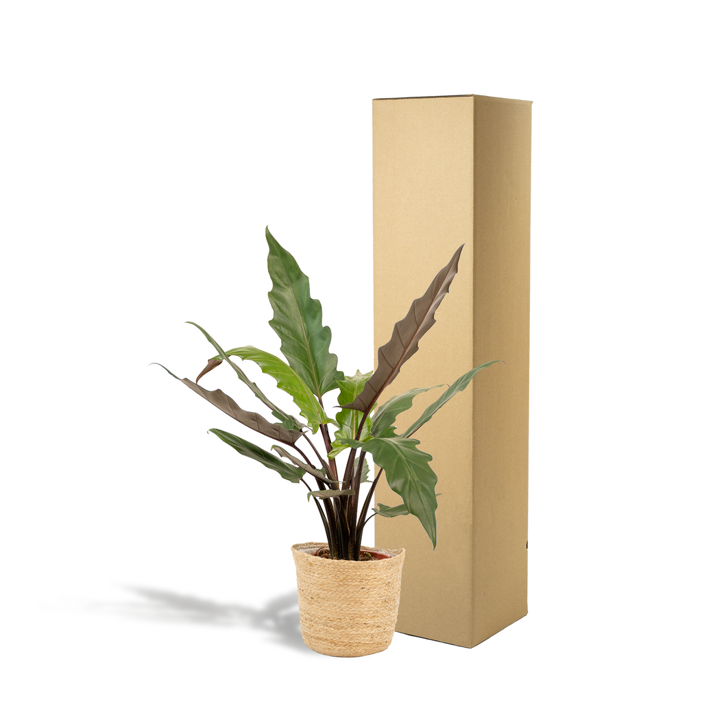 Alocasia Lauterbachiana - Ø19cm - ↕80cm + Mand Selin