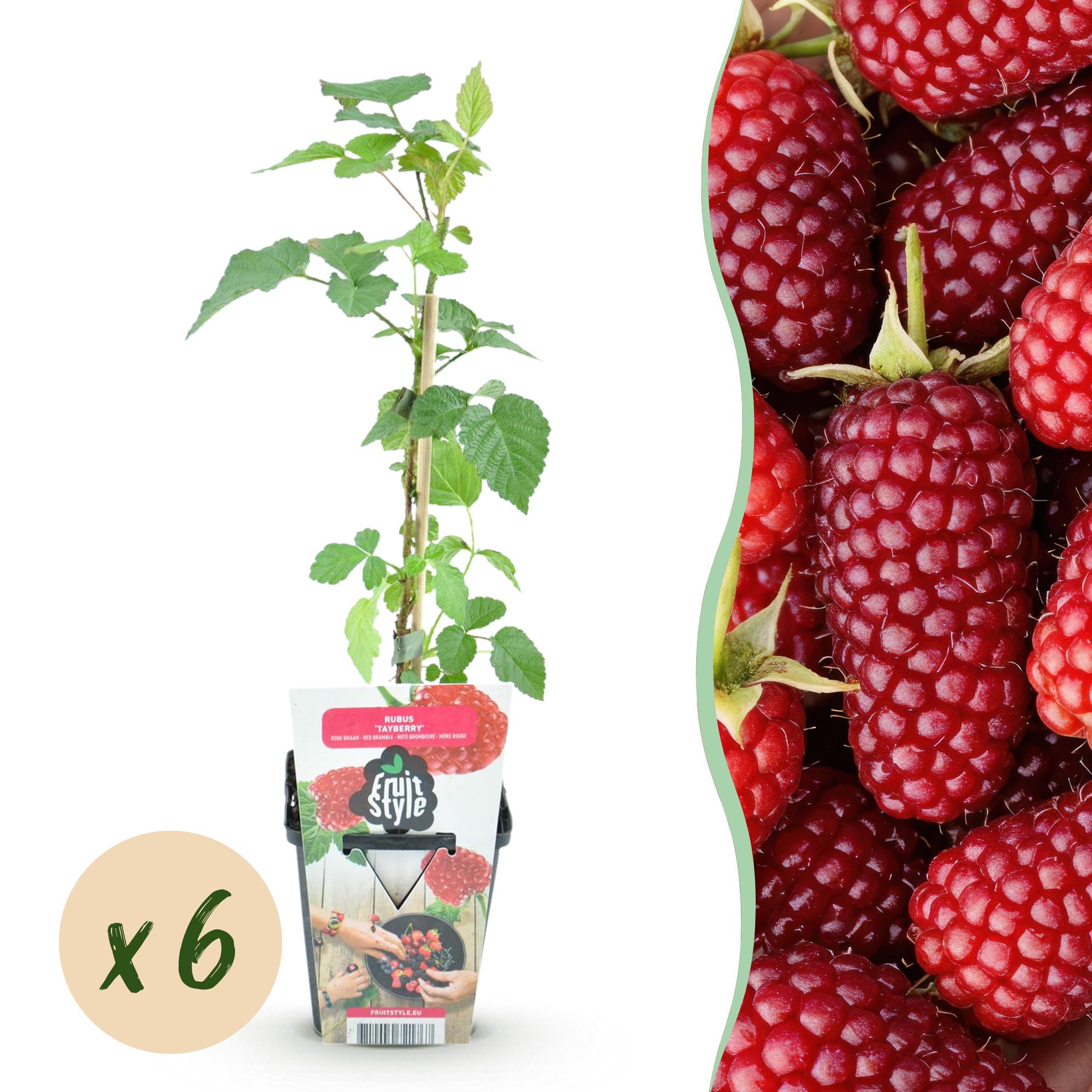 Green boutiQ - Fruitplanten - Taybes - Rubus Tayberry - Winterhard - 6 Planten - Pot 9 cm - Rode Bes