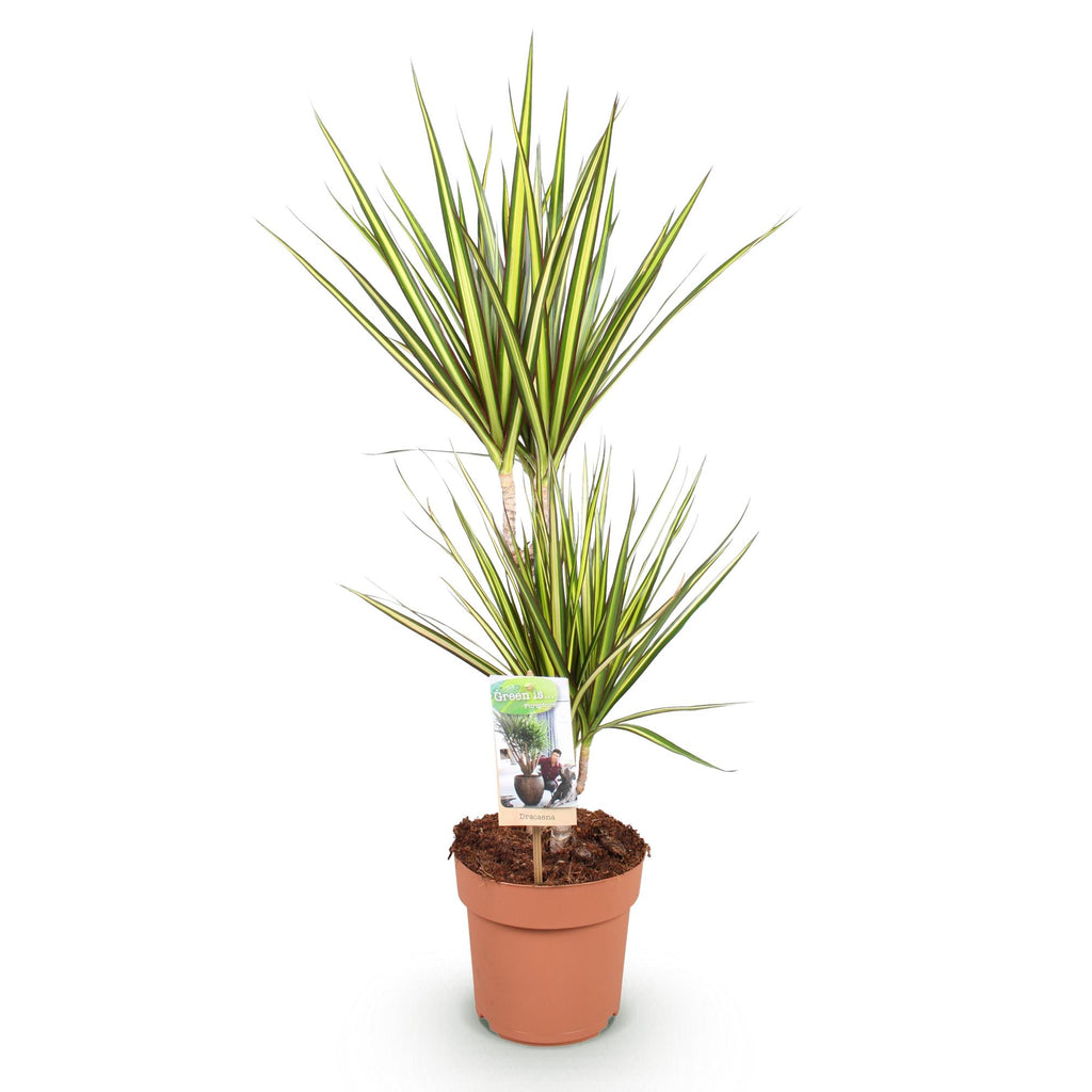 Green BoutiQ - Green is... Kamerplanten - Dracaena Sunray - Drakenbloedboom - Weinig onderhoud - Groen - 1 Plant - Pot 17cm - Hoogte 70-75cm