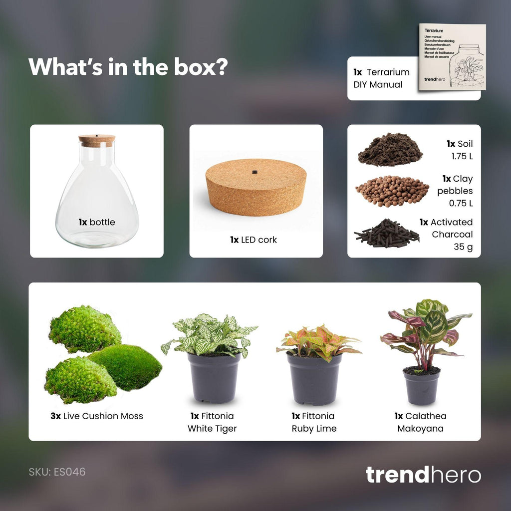 DIY Planten terrarium met licht - Sam Calathea - Ø 24,5 cm ↑ 30 cm - No tools