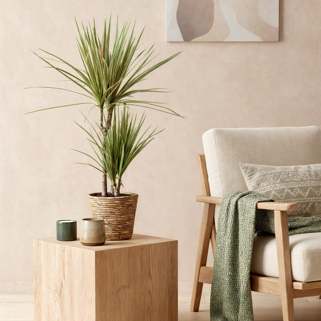 Green BoutiQ - Green is... Kamerplanten - Dracaena Marginata Bicolor - Drakenbloedboom - Weinig onderhoud - Groen - 1 Plant - Pot 17cm - Hoogte 70-75cm
