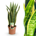 Green BoutiQ - Green is... Kamerplanten - Sansevieria Laurentii - Vrouwentong - Weinig onderhoud - Groen - 1 Plant - Pot 17cm - Hoogte 60-70cm