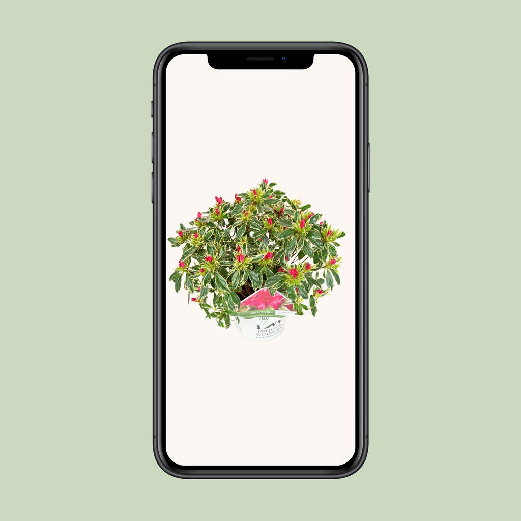 Rhododendron 'Bollywood' - Ø19cm - ↕30cm