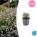 20x Lavandula int. 'Edelweiss' - ↕10-25cm - Ø9cm