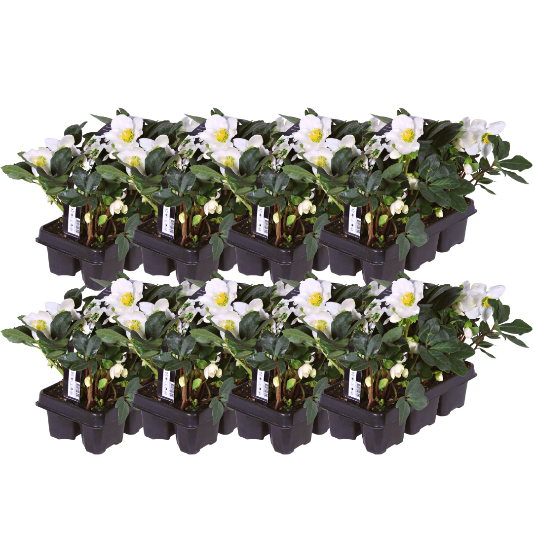 Helleborus niger ‘Christmas Carol’ – Set van 48 Kerstrozen (8 x Sixpack)