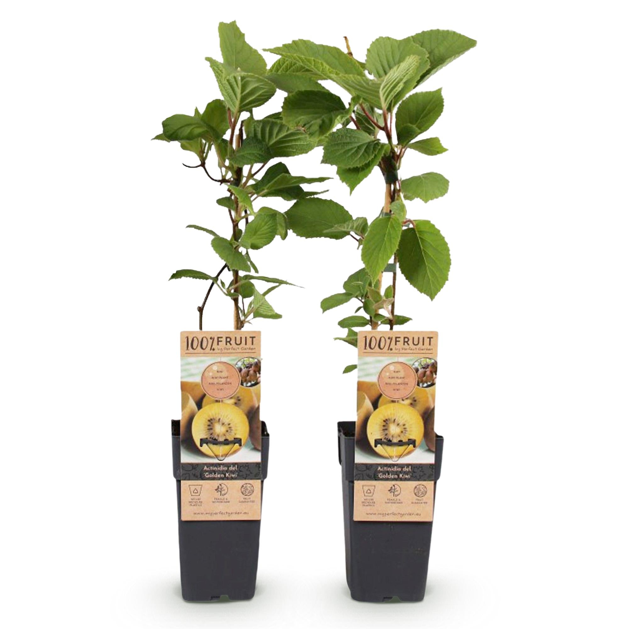 Green boutiQ - Fruitplant - Gele Kiwi - Actinidia deliciosa Golden Kiwi - Gele Vrucht - 2 planten - Pot 15cm Hoogte 50cm
