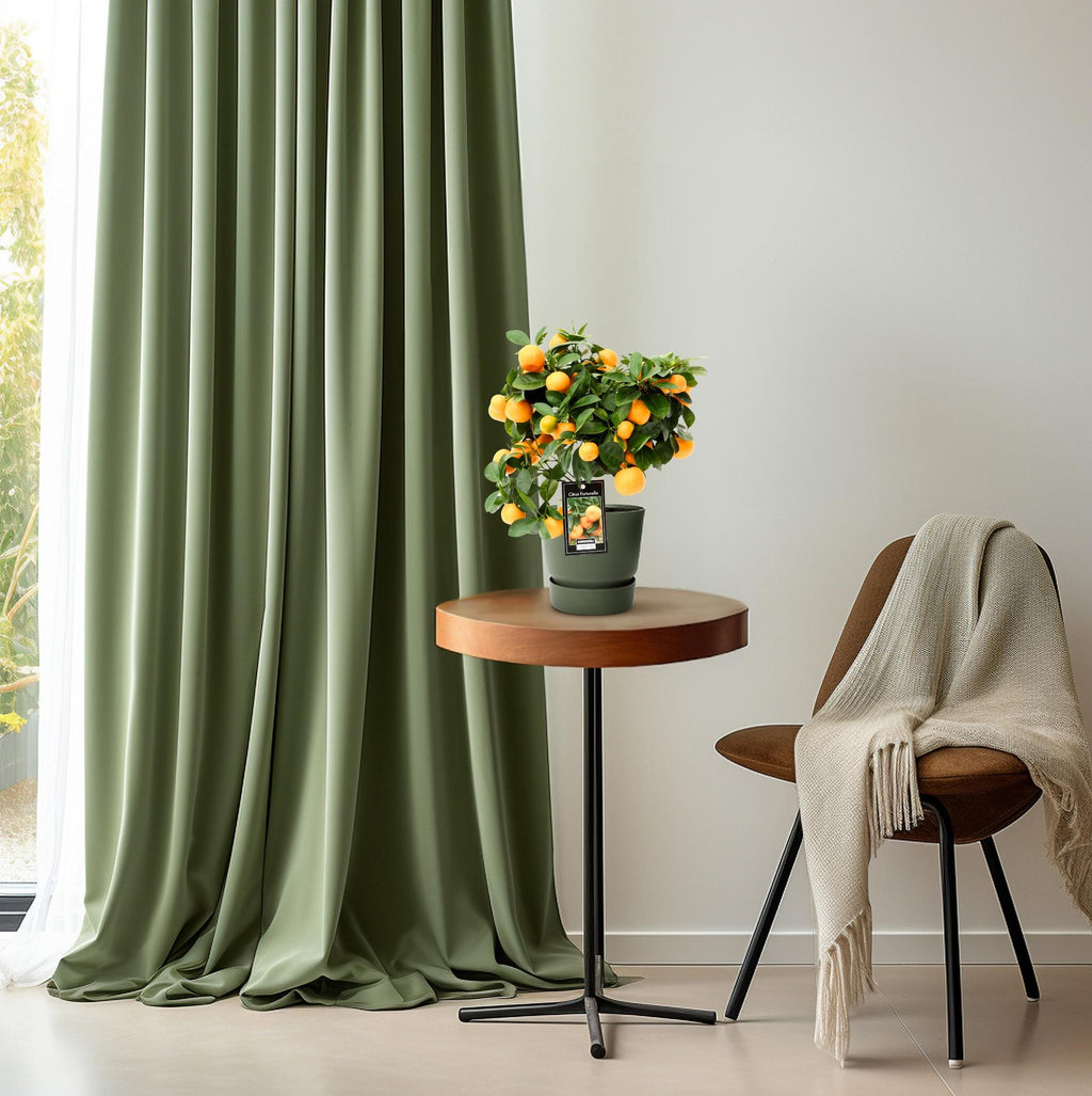 Citrus Calamondin - Ø15cm - ↕40cm