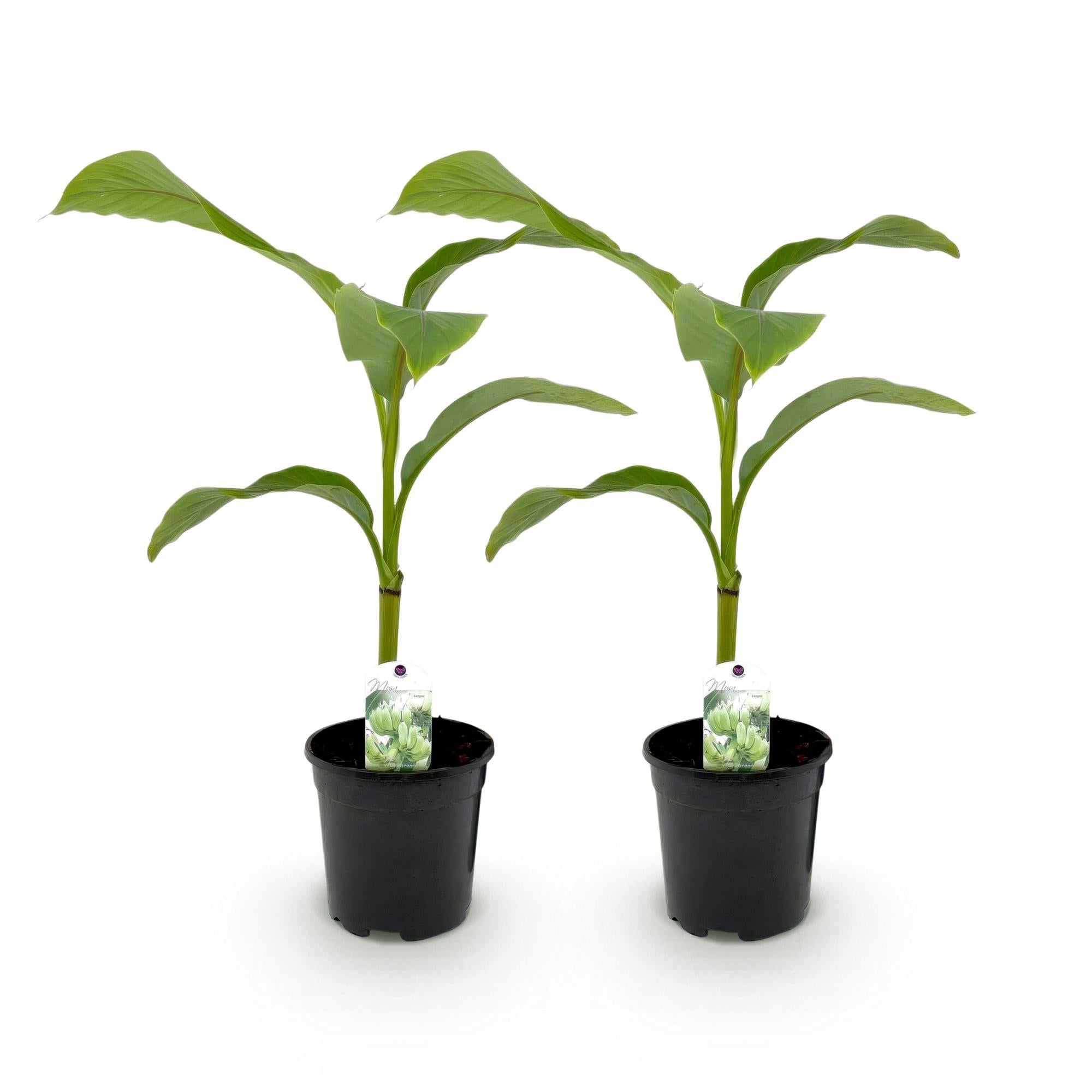 Green boutiQ - Fruitplant - Bananen plant - Musa Basjoo - Winterhard - 2 planten - Pot 17cm Hoogte 40cm