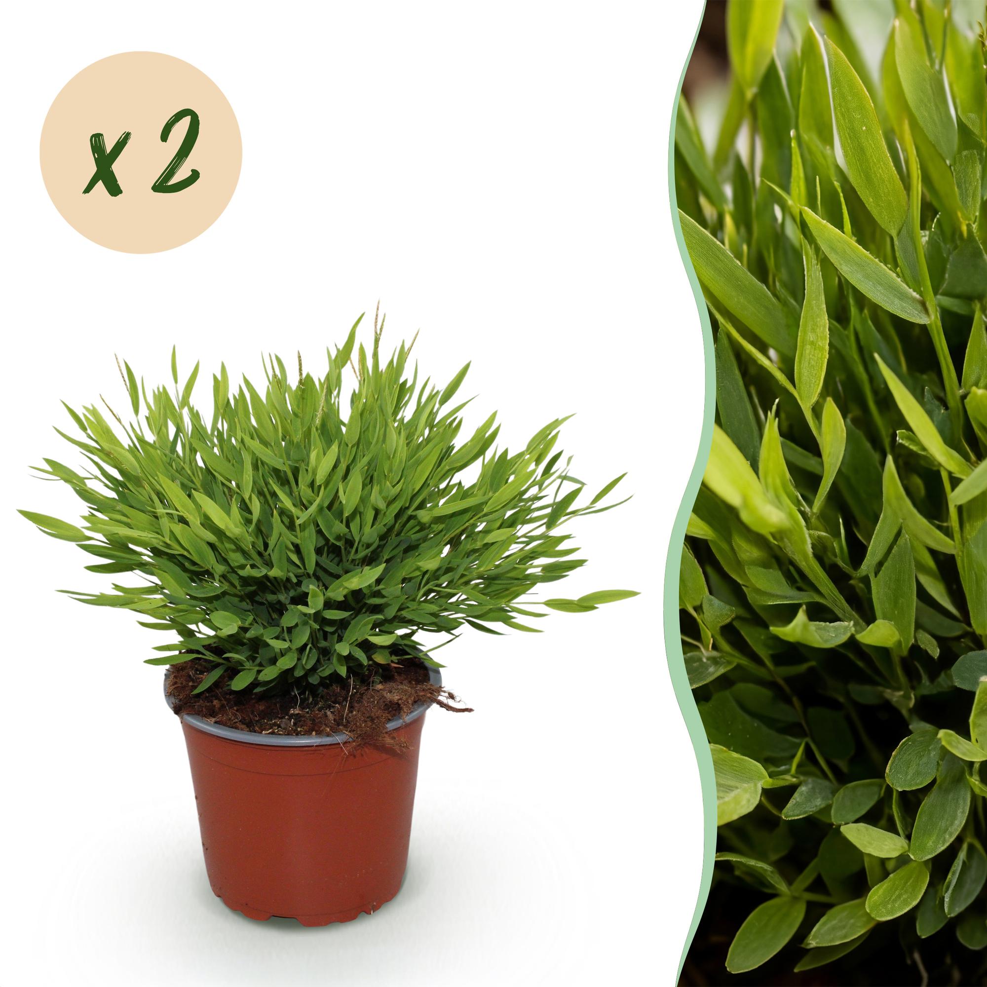 Green boutiQ - Kamerplant - Bamusa Pogonatherum Monica - Bamboegras - Huisdiervriendelijk - Groen - 2 Planten - Pot 12cm - Hoogte 30-35cm