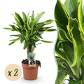 Green BoutiQ - Green is... Kamerplanten - Dracaena fragrans Golden Coast - Drakenbloedboom - Weinig onderhoud - Groen - 2 Planten - Pot 17cm - Hoogte 50-55cm