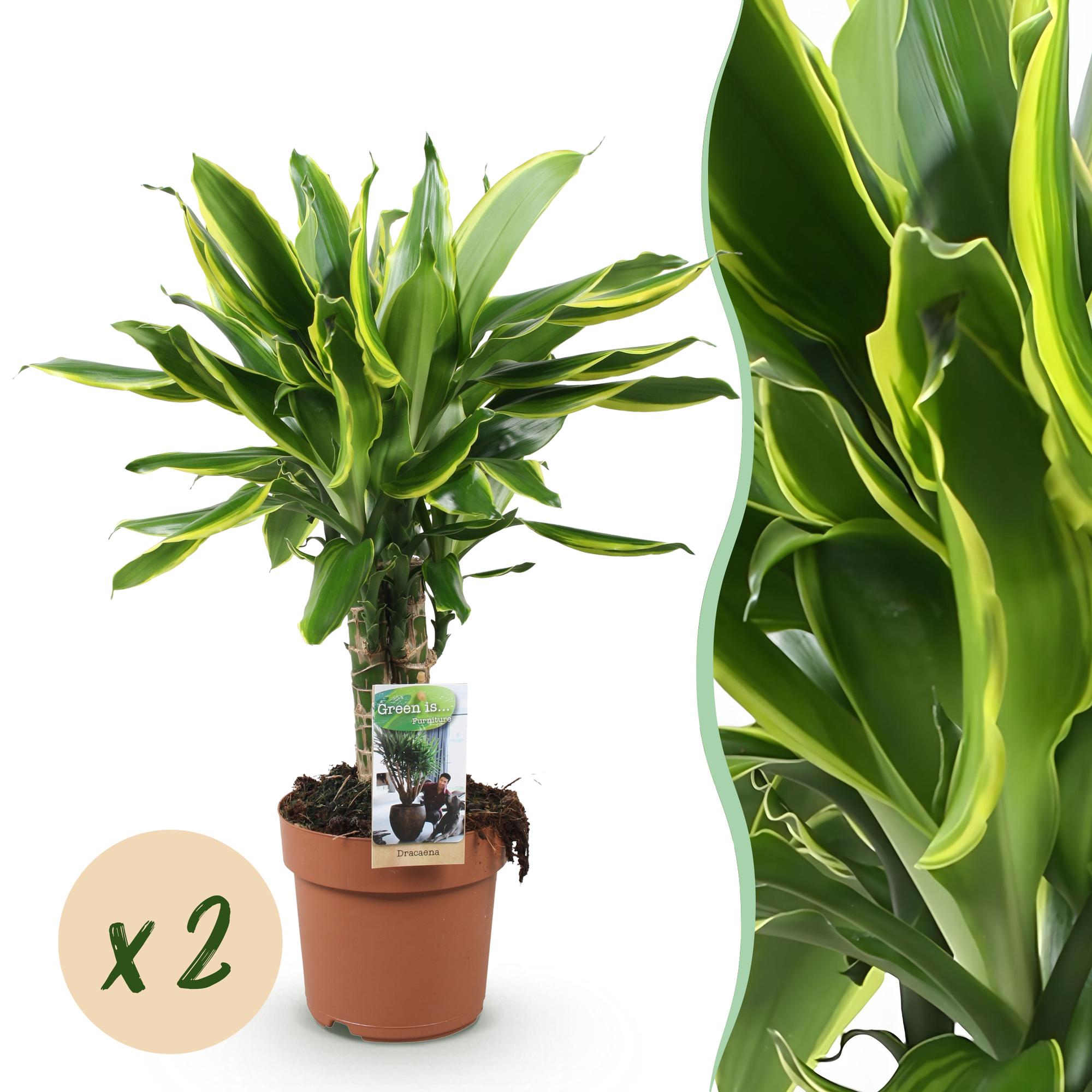 Green BoutiQ - Green is... Kamerplanten - Dracaena fragrans Golden Coast - Drakenbloedboom - Weinig onderhoud - Groen - 2 Planten - Pot 17cm - Hoogte 50-55cm