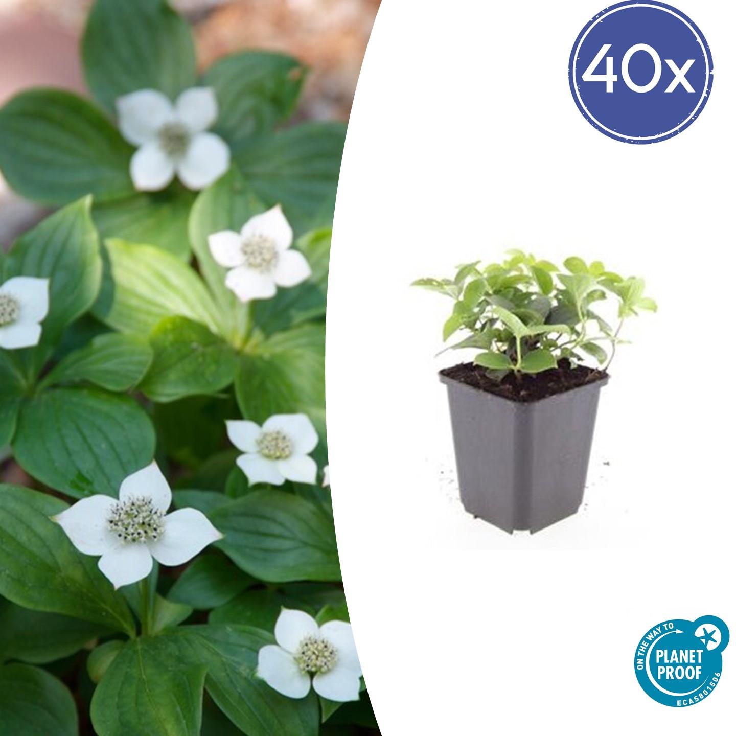 40x Cornus canadensis - ↕10-25cm - Ø9cm