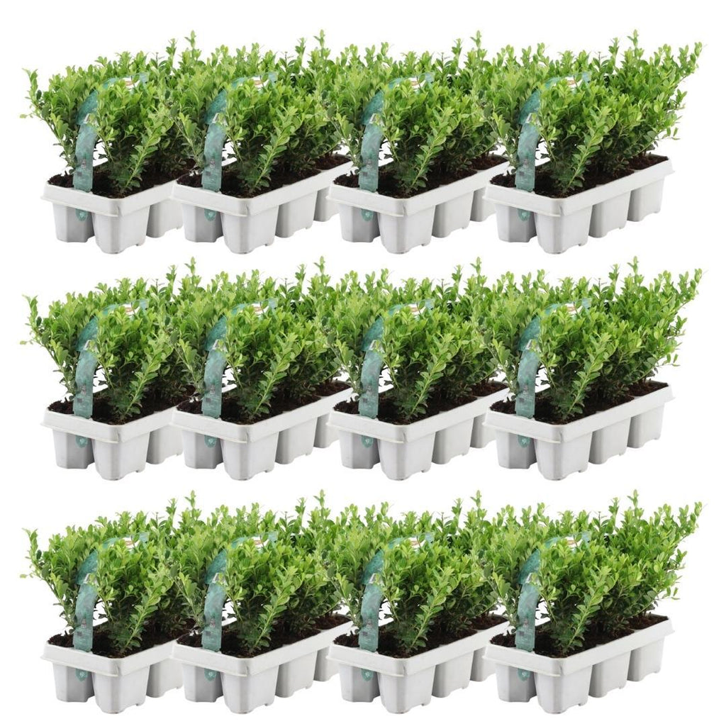 12 x 6 pack Ilex crenata 'Jenny' - Ø7 cm - ↕15 cm