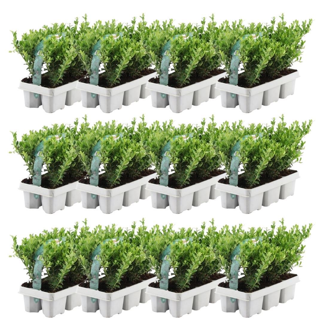 12 x 6 pack Ilex crenata 'Jenny' - Ø7 cm - ↕15 cm
