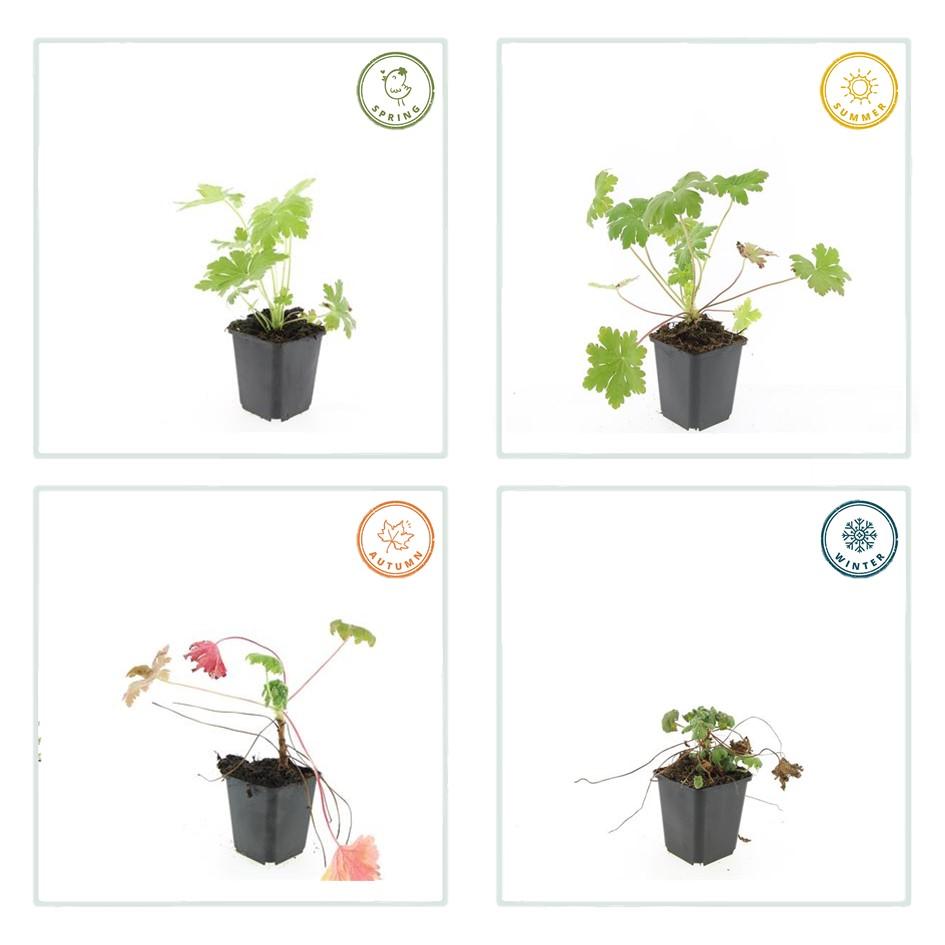 20x Geranium macr. 'Ingwersen's Var.' - ↕10-25cm - Ø9cm