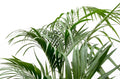 Kentia palm - 180cm - ⌀21 -24