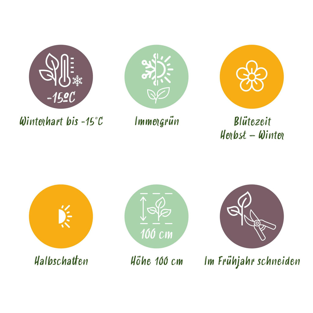 1x - Terrasplant - Skimmia japonica Festival - Bloem Wit & Rood - 15+ Bloemen - 1 Plant - Winterhard - Pot 15cm Hoogte 30cm