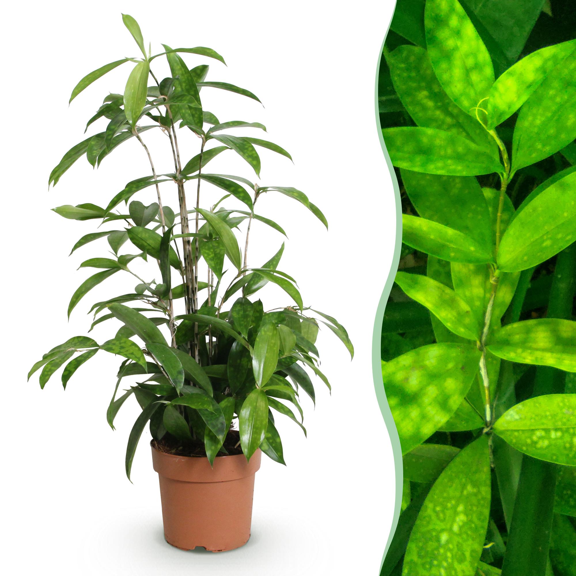 Green BoutiQ - Green is... Kamerplanten - Dracaena surculosa - Drakenbloedboom - Weinig onderhoud - Groen - 1 Plant - Pot 17cm - Hoogte 60-70cm