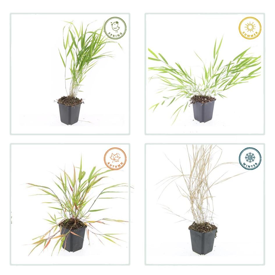 40x Hakonechloa macra - ↕10-25cm - Ø9cm